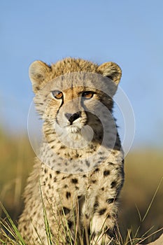 Cheetah cub close up