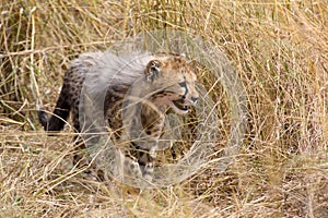 Cheetah cub in dry grass