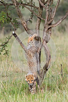 Cheetah Cub Falling From Acacia Tree, Masai Mara, Kenya