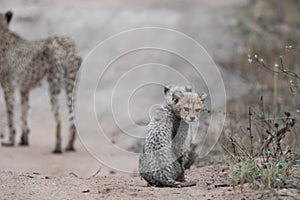 Cheetah cub glaring backwards