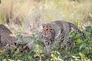 Cheetah cub with the head of an Impala lamb