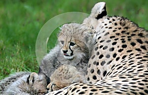 Cheetah cub and his family