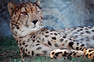 Cheetah cub laying down in the green grass