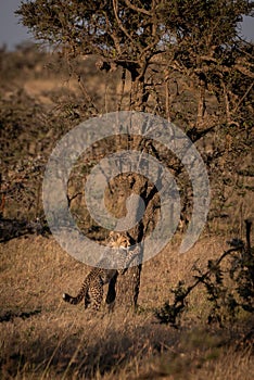 Cheetah cub leans against tree at dawn