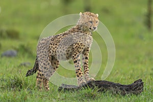 Cheetah cub leans on log in savannah photo
