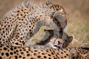 Cheetah cub licking head of its sibling