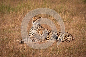 Cheetah and cub lie staring over savannah