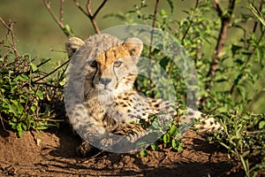 Cheetah cub lies in bushes with catchlights