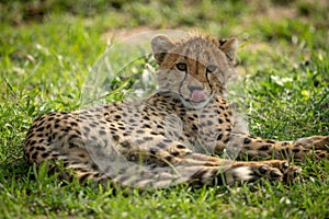 Cheetah cub lies licking lips on grass