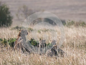Cheetah cub litter laying down beside mum at masai mara national reserve