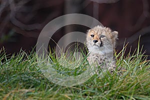 Cheetah cub