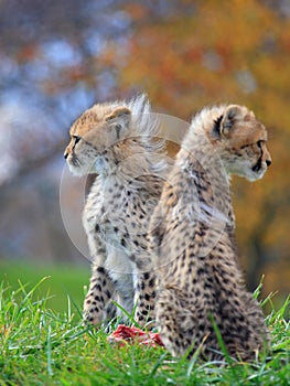 Cheetah cub