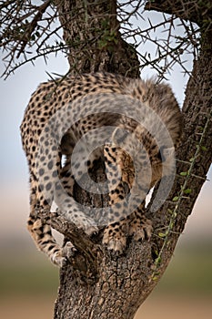 Cheetah cub looks down from whistling thorn