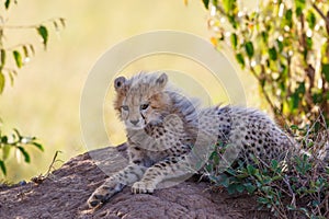 Cheetah cub lying and resting in the shade