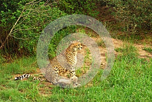 Cheetah cub with mom