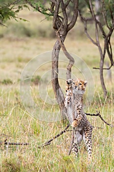 Cheetah Cub Playing With Acacia Sapling, Masai Mara, Kenya