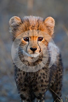 Cheetah cub portrait