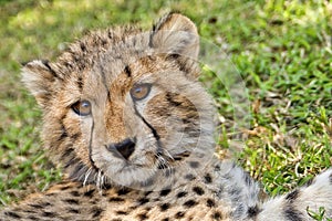 Cheetah Cub Portrait, Acinonyx jubatus, Guepard