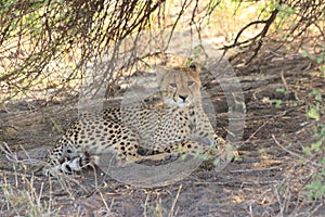 Cheetah cub resting kalahari desert