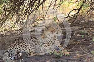 Cheetah cub resting kalahari desert