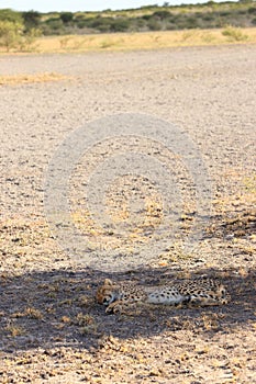 Cheetah cub resting kalahari desert