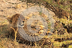 Cheetah cub resting kalahari desert