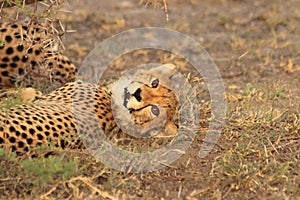 Cheetah cub resting kalahari desert