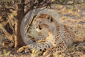 Cheetah cub resting kalahari desert