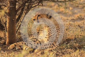 Cheetah cub resting kalahari desert