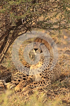 Cheetah cub resting kalahari desert