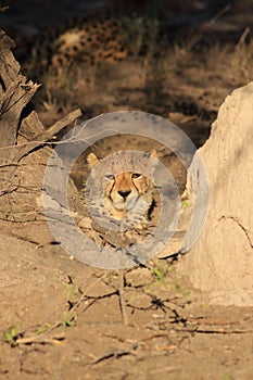 Cheetah cub resting kalahari desert