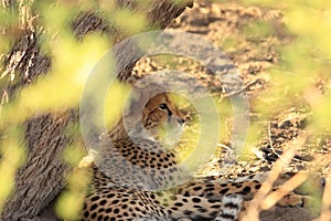 Cheetah cub resting kalahari desert