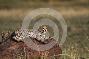 Cheetah cub on the rock, Masai Mara