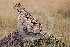 Cheetah and cub sat in long grass in savannah Acinonyx jubatus