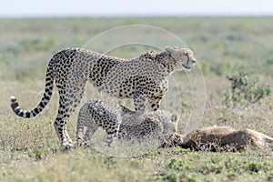 Cheetah with cub, on savanna, Masai Mara, Kenya