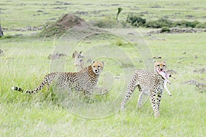 Cheetah with cub, on savanna, Masai Mara, Kenya
