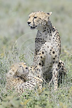 Cheetah with cub, on savanna, Masai Mara, Kenya
