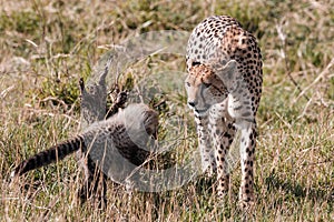 Cheetah And Cub scaring in the Greenland savannah on the lookout in the Maasai Mara National Game Reserve Park Riftvalley Narok Co