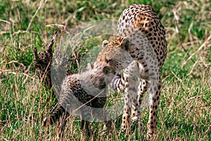 Cheetah And Cub scaring in the Greenland savannah on the lookout in the Maasai Mara National Game Reserve Park Riftvalley Narok Co