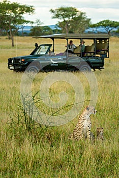 Cheetah and cub sit near safari truck