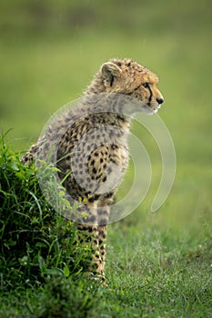 Cheetah cub sits behind mound in profile photo