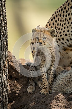 Cheetah cub sits with family on mound