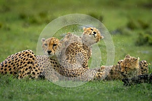 Cheetah cub sits with family shaking head photo