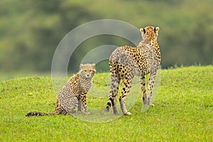 Cheetah cub sits on grass behind mother photo