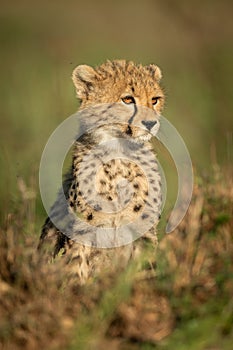 Cheetah cub sits in grass facing right