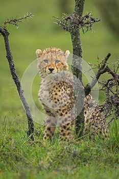 Cheetah cub sits under thornbush watching camera