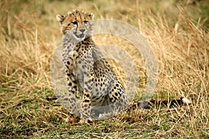 Cheetah cub sitting in the grass