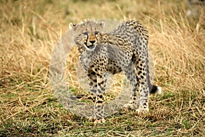 Cheetah cub standing watchful in the grass