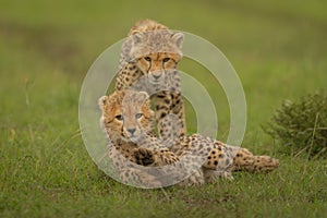 Cheetah cub stands over another on grass photo