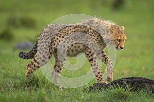 Cheetah cub steps onto log in savannah photo